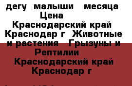 дегу (малыши)2 месяца › Цена ­ 500 - Краснодарский край, Краснодар г. Животные и растения » Грызуны и Рептилии   . Краснодарский край,Краснодар г.